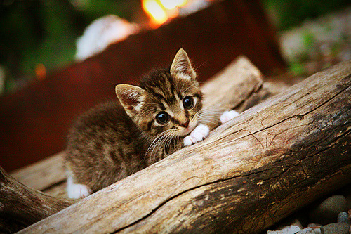 爱游戏官方-烽火马德里，梅赛德斯鏖战雷诺，勒克莱尔魔幻舞步定乾坤