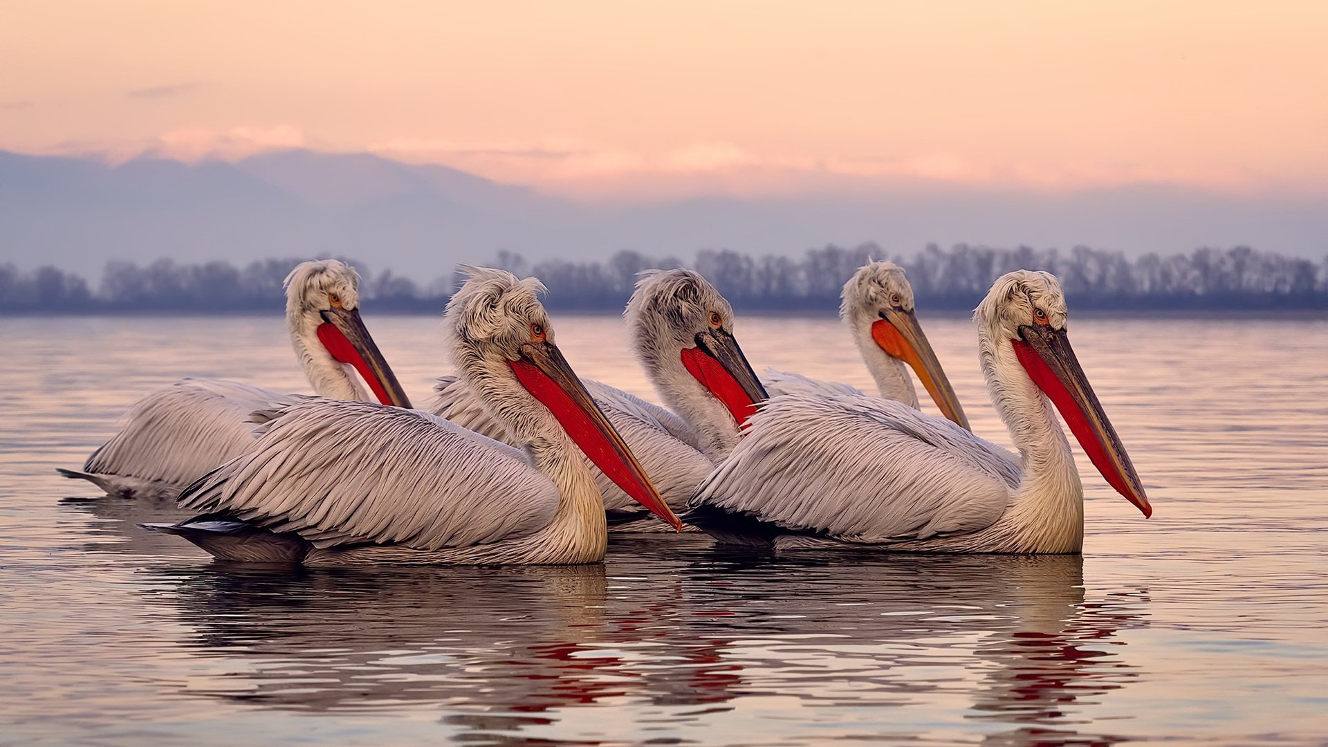 法老的战役，戈麦斯爆发，马德里竞技血拼埃及