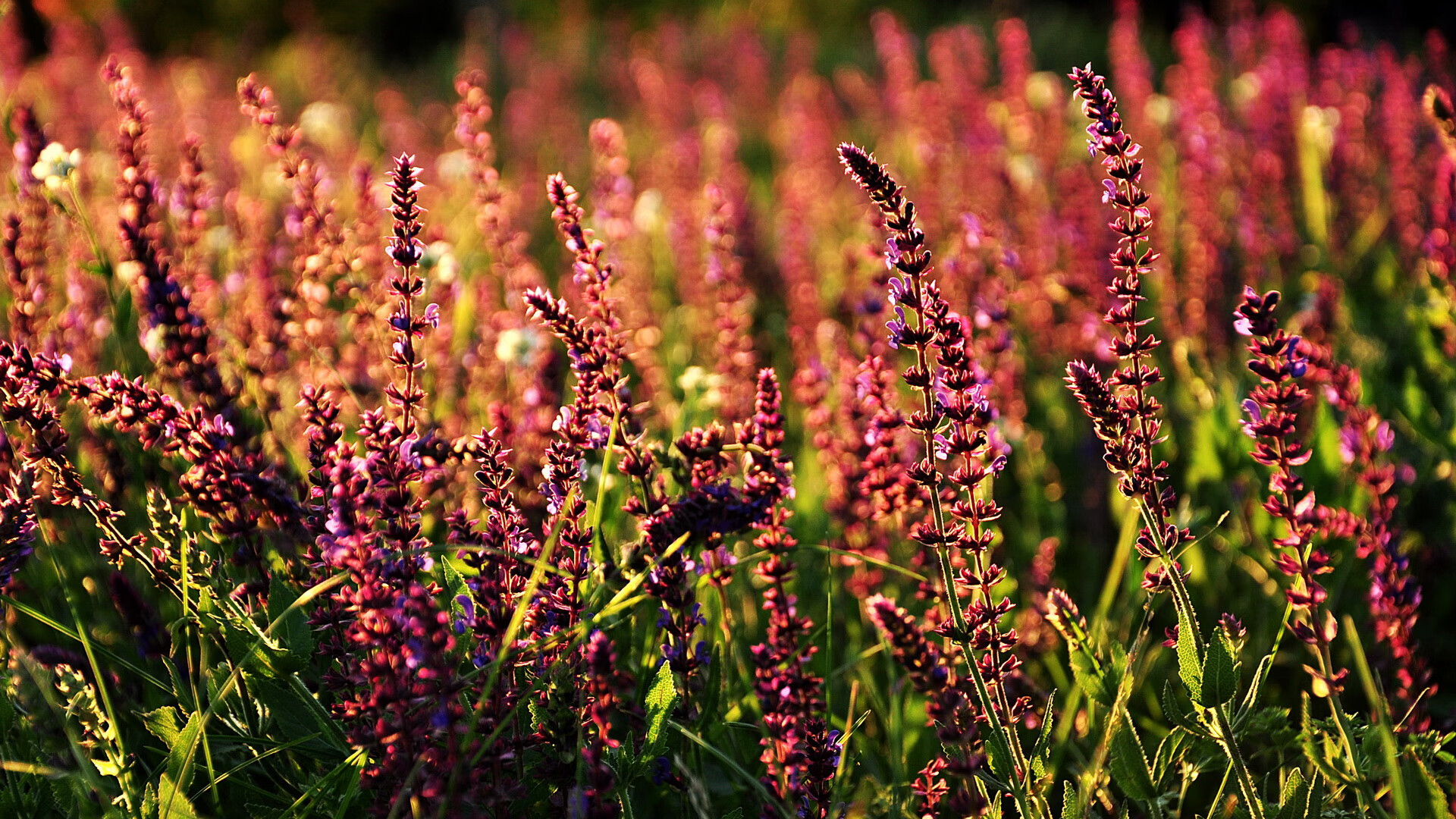 年度焦点之战,德文·布克的完美乐谱