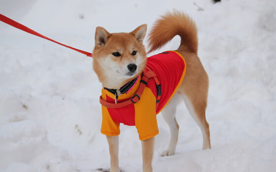 东决之夜,当老炮变成手术师