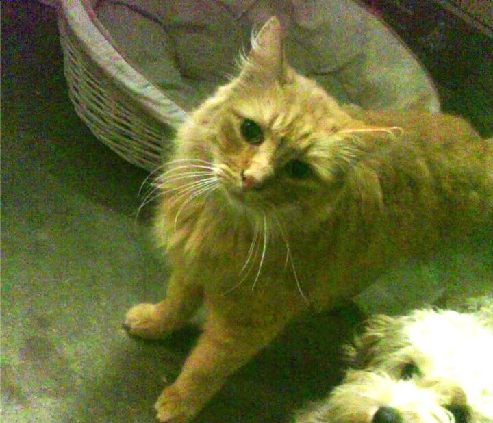 欧冠夜的双重奏，凯恩主宰北伦敦，大黄蜂闪电席卷波兰