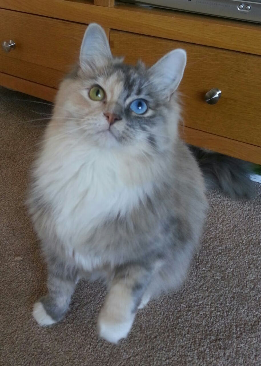 十年一遇的对决,威尔士沉默,少年与暴雨一同咆哮