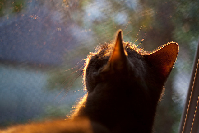 东方浪潮席卷西甲，国家德比焦点战背后的中国资本，如何全面压制黄色潜水艇