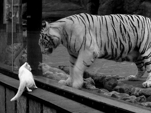 爱游戏官网-德甲争冠夜惊现无解之王，基耶萨独舞，对手防线彻底崩溃