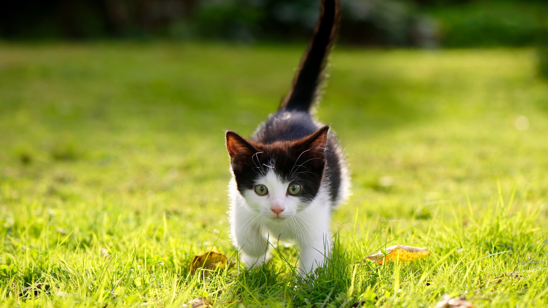 爱游戏在线-赛道如战场，阿什拉夫统帅之夜，一场决定冠军的闪电突击