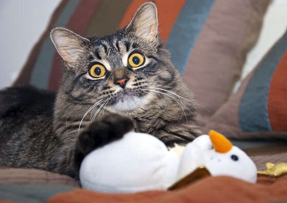 爱游戏下载-独角兽的重定义，当文班亚马用一场比赛论证了他的不可替代性