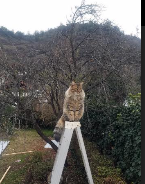 广厦大厦的倒塌,当锡安用爵士节奏击垮钢铁丛林