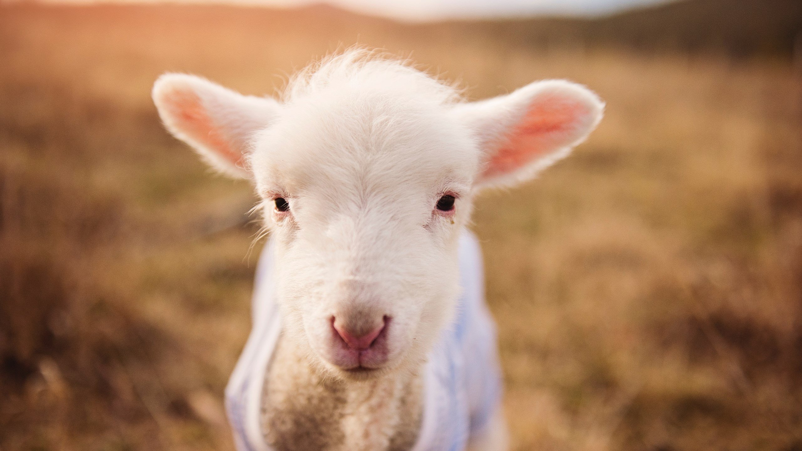 爱游戏体育-横跨太平洋的终局之战，深圳锁定东决席位，文化碰撞铸就历史性胜利