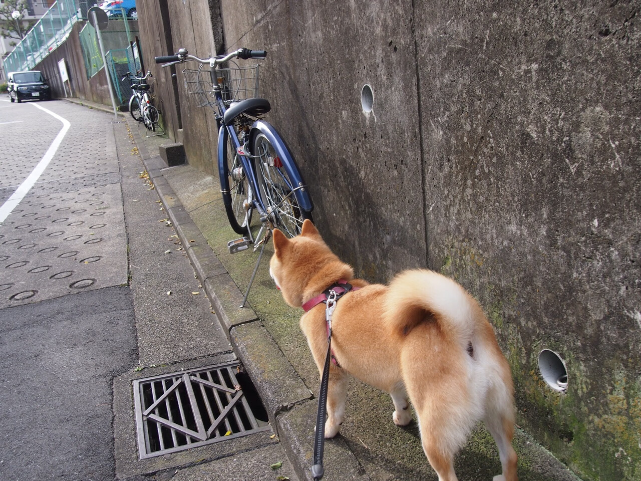 跨界巨星引爆F1决赛夜,詹姆斯如何用篮球心跳改写赛车历史