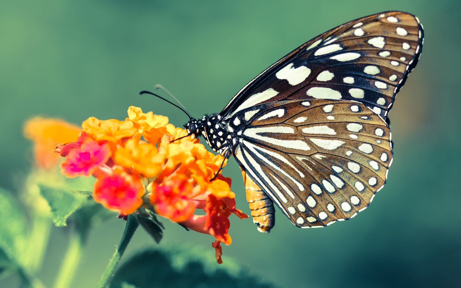 爱游戏官网-封神一夜，奥运周期关键战，莱奥用绝对高能输出转动命运齿轮