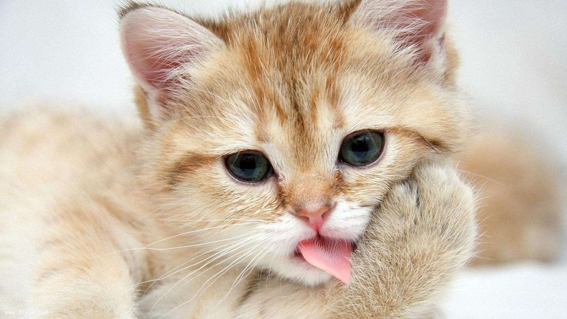 致命一击,凯恩绝杀罗马尼亚,哥伦比亚在2026世界杯A组上演王者时刻